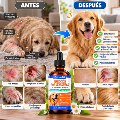 SERUM PARA INFECCION PERROS